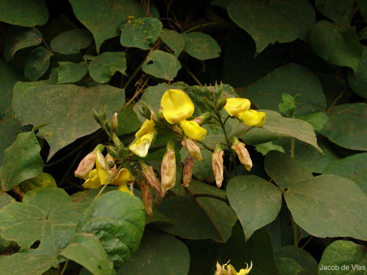 Dunbaria ferruginea Wight & Arn.